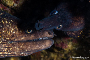 Morays in love by Marco Gargiulo 